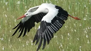 White Stork Flying in Slowmotion