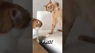 Whiskers vs  Mittens The Ultimate Cat Showdown!