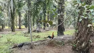 Full umbaran rawatan rutin di kandang kampung pinggir hutan
