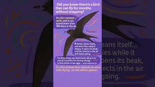 The Bird That Can Fly for 200 Days Without Stopping #InterestingFacts #Birds #AmazingNature #Simple