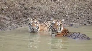Sonam and cub Tadoba