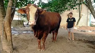H4MPIR 1 TON !! 2 EKOR SAPI JUMBO MASIH KITA SEMBUNYIKAN