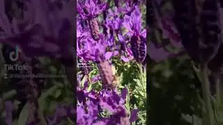 Arizona bees working!
