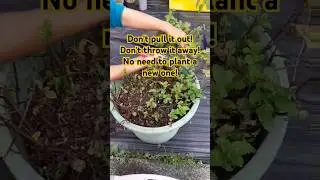 How to Revive an Old, Dying Mint Plant Back to Life #garden #farming #agriculture #plants #short