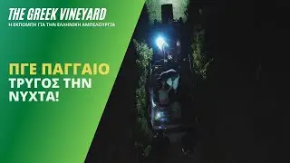 Αμπέλι | Τρυγάμε το βράδυ! | Grape Harvest during night