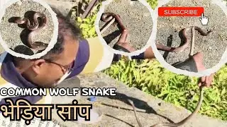 😱 देखिए भेड़िया जैसे दांत वाले सांप ने कैसे काटा! 😱🐍 #snakevideo #yugatram #snake #viral 
