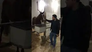 Karachi Race Club Pakistan Horse Racing #growmyaccount #thoroughbredracing #video #ehtishammurtaza