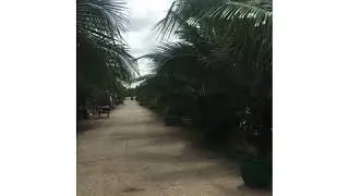 Explore Pattani Thailand - Suwan Baijai (สวนโดยใจน)