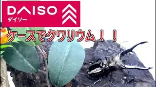 ダイソーの500円ケースで流木を使ったクワリウム！！