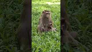 Mama Monkey's Love Story: Caring for Newborn Lynx and Her Growing Family #24 #monkeysr #newbornbaby
