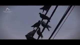 POMBOS e POMBAS nas Fontinhas | 9-07-2016
