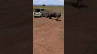 Close Call: Male Rhino Charges and Nearly Crushes Car in Safari Park!