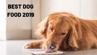 Best Dog Food 2019 | Dog Food Review