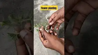small flower planting| easy way#shorts #youtubeshorts #newvideo