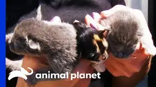 Kittens Rescued From Hoarding Situation Nursed Back To Health | Animal Cops Houston