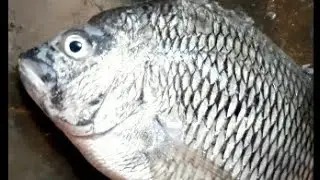 Fish cleaning at home...