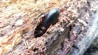 Passalidae indet (beetle), Andamans, India, 6 Jan 2025