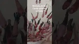 Ninhada de Koi Candy #bettasdelinhagem #peixebetta #koicandy #aquarismo #cria&ccedil;&atilde;odebettas