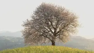 Arbor vitae...