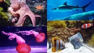 L'Aquarium de Paris