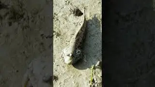THIS FISH WALKS ON LAND