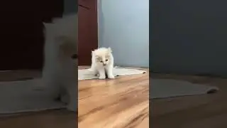 Snoebell jump in slowmo #cat #snowbell #shorts