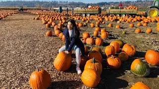 Vlog 441| Đi Lụm Bí Ngô Khổng Lồ Tại Vườn Hưởng Ứng Halloween
