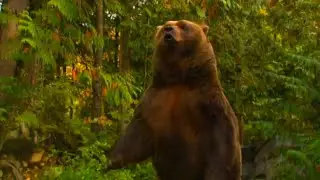 Before we Ruled the Earth [2003] - Cave Bear Screen Time