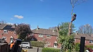 Tree Removal on a Residential Street in Seacroft 🌳🏠 | Tree Surgeon UK&rdquo;