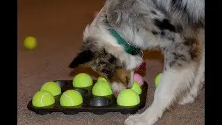 How To Keep Your Dog Mentally Stimulated