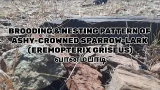 BROODING & NESTING PATTERN OF Ashy-crowned Sparrow-Lark (Eremopterix griseus) வானம்பாடி. 