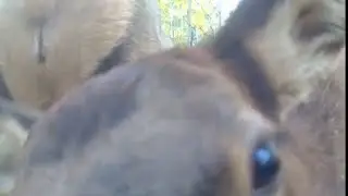 Nature Camera-Elk, Deer, Rabbits, Racoons