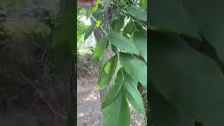 Green ash