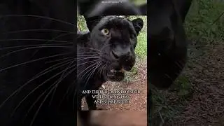 Why do Black Panthers avoid human beings #blackpanther #panthers #lepord #wildlife #animals