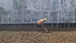SMART SIMPLE TOOL FARMERS USE TO LEVEL CORN FIELDS THE TRADITIONAL WAY - Agriculture Farming