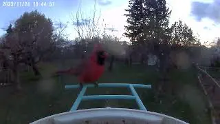 A male Northern Cardinal eating at a Netvue Birdfy Smart Bird Feeder.