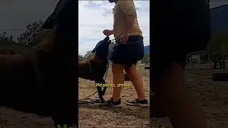 Como a adiestrar a tu perro #escuelacanina #cursoadiestramientocanino #cachorros #adiestramiento