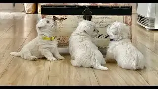 West Highland White Terrier Puppies Oh so cute...