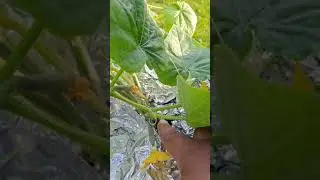 55 Gallon Hydro Cucumber Update July 24, 2021 #hydroponics #cucumber