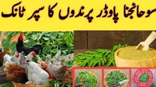 moringa a super tonic for all poultry birds | it helps growth and fight against disease.