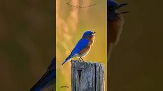 Eastern Bluebird Singing Soft Warble Song #shorts