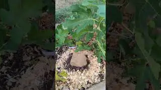 Fig tree ground layer. Will it work?