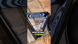 Hypnotizing a Frog Gone WRONG ! 😱🔥