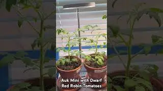 Auk Mini with Dwarf Red Robin Tomatoes #aukmini #indoorgardening #tomatoes