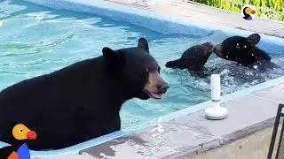Mama Bear Sneaks Into Pool With Cubs | The Dodo