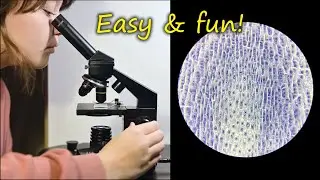 Mikroskop za početnike / Using a basic microscope