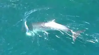 Minky whale