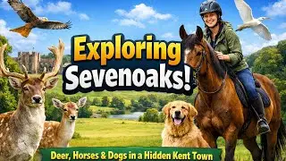 Exploring Sevenoaks: Deer, Horses & Dogs in a Hidden Kent Town