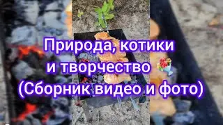 Природа, котики и творчество 💐 (Сборник видео и фото) 💐