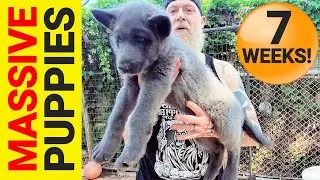 MASSIVE 7wk Lycan Shepherd Puppies!!